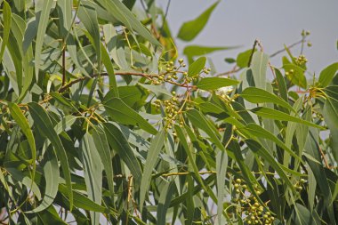 Corymbia citriodora limon kokulu sakız