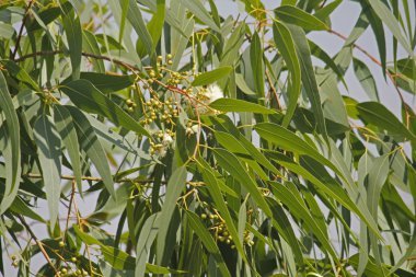 Corymbia citriodora limon kokulu sakız