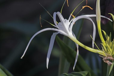 Örümcek lily, Beach örümcek zambak, Hymenocallis littoralis