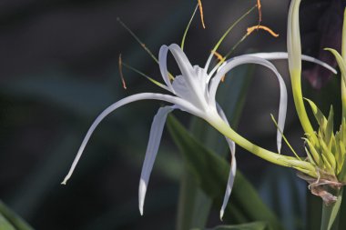 Örümcek lily, Beach örümcek zambak, Hymenocallis littoralis