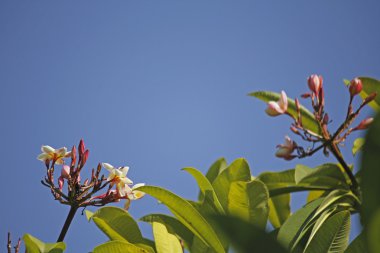 Frangipani, Plumeria rubra