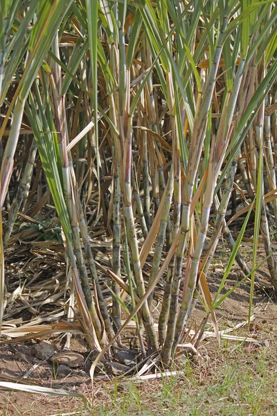 Fältet av Saccharum officinarum, sockerrör — Stockfoto