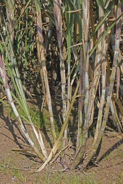 Сахарный тростник, Сахарный тростник — стоковое фото
