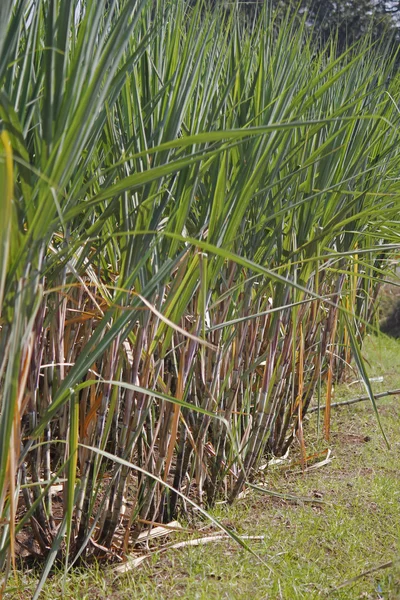Сахарный тростник, Сахарный тростник — стоковое фото