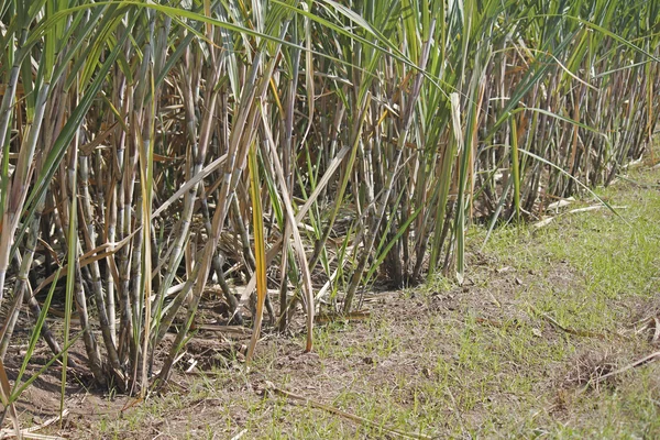 Campo di Saccharum officinarum, canna da zucchero — Foto Stock