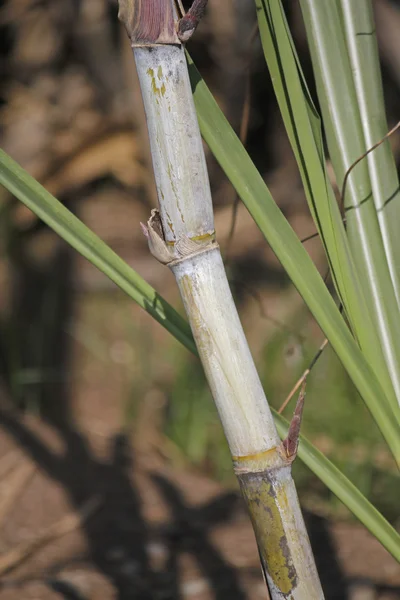Fältet av Saccharum officinarum, sockerrör — Stockfoto