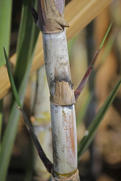 Πεδίο της Saccharum officinarum, ζαχαροκάλαμο — Φωτογραφία Αρχείου