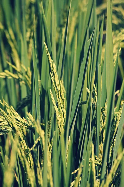 Oryza sativa, rýže plodiny — Stock fotografie