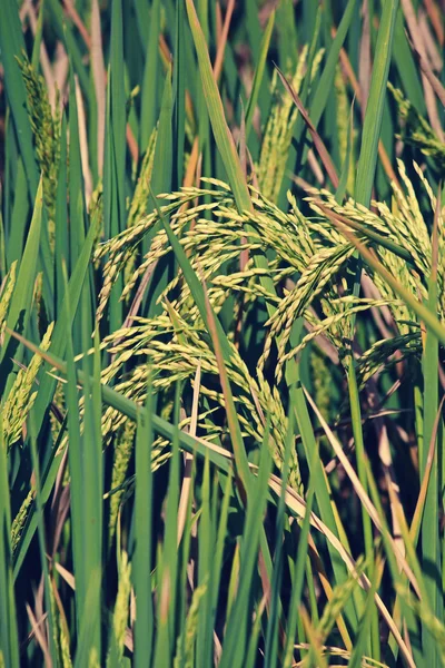Oryza sativa, Cultivo de arroz — Foto de Stock