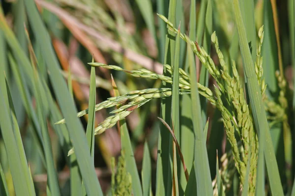 Рис посівний, зерно рису — стокове фото