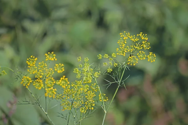 Fennel, Sweet fennel, Florence fennel, Finocchio, Foeniculum vul — Stock Photo, Image