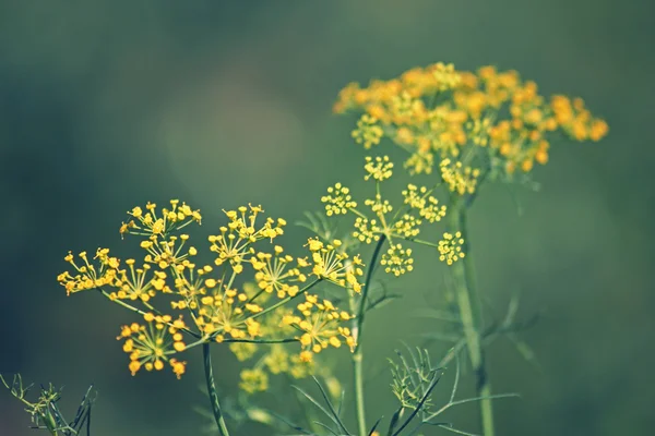 Funcho, funcho doce, funcho de Florença, Finocchio, Foeniculum vul — Fotografia de Stock