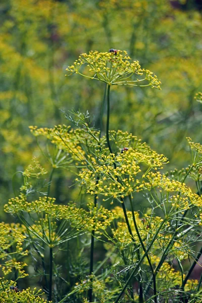 Funcho, funcho doce, funcho de Florença, Finocchio, Foeniculum vul — Fotografia de Stock