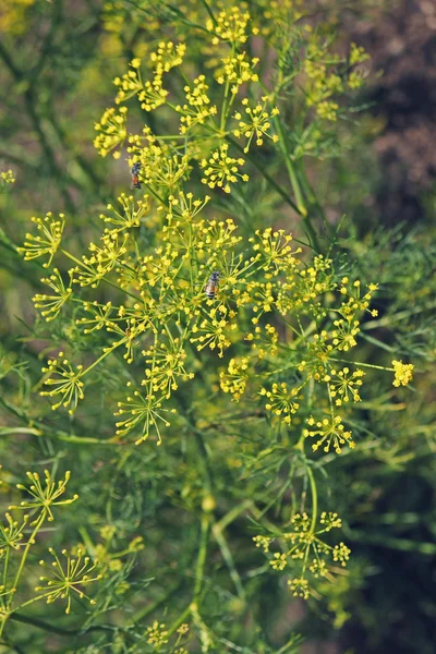 Funcho, funcho doce, funcho de Florença, Finocchio, Foeniculum vul — Fotografia de Stock