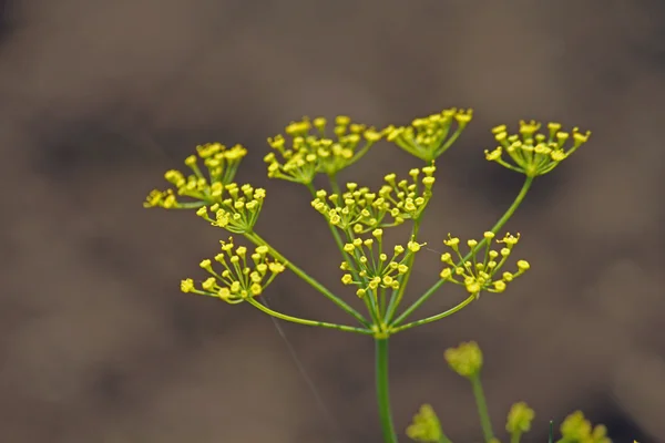 Fänkål, söt fänkål, Florens fänkål, Finocchio, Foeniculum vul — Stockfoto