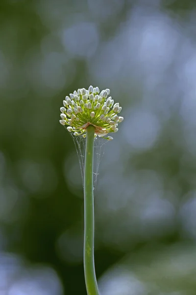 Flower of Onion, Allium cepa — Stock Photo, Image