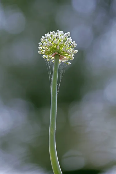 Flower of Onion, Allium cepa — Stock Photo, Image