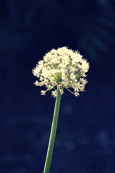 Fiore di Cipolla, Allium cepa — Foto Stock