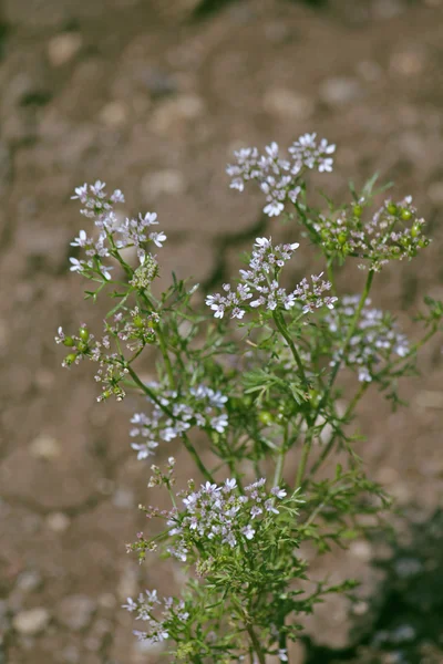 Kwiaty, kolendry, Coriandum sativum — Zdjęcie stockowe
