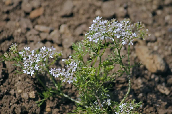 コリアンダー、コエンドロの花 — ストック写真