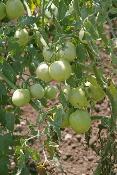 Lycopersicon esculentum, Solanum lycopersicum — kuvapankkivalokuva