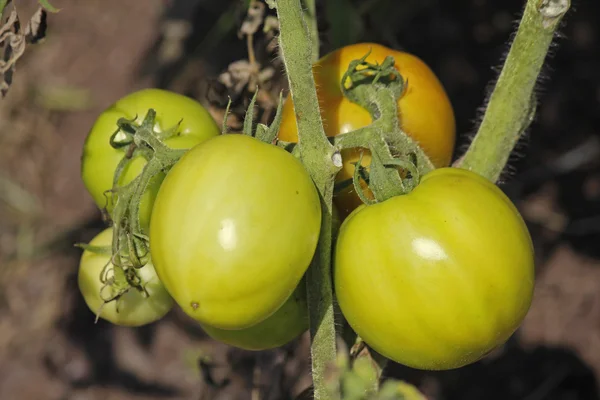 Lycopersicon esculentum, Solanum lycopersicum — Photo