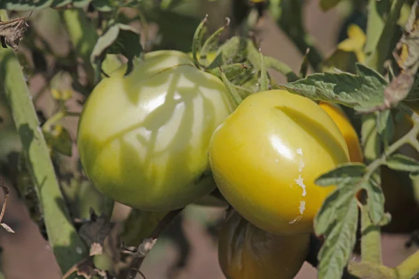 Lycopersicon esculentum, Solanum lycopersicum — kuvapankkivalokuva