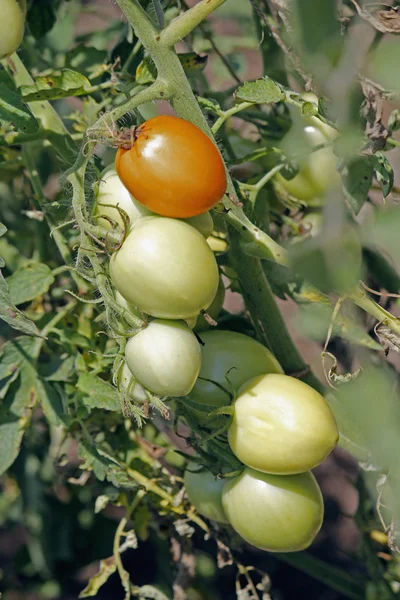 Lycopersicon esculentum, Solanum lycopersicum — Photo