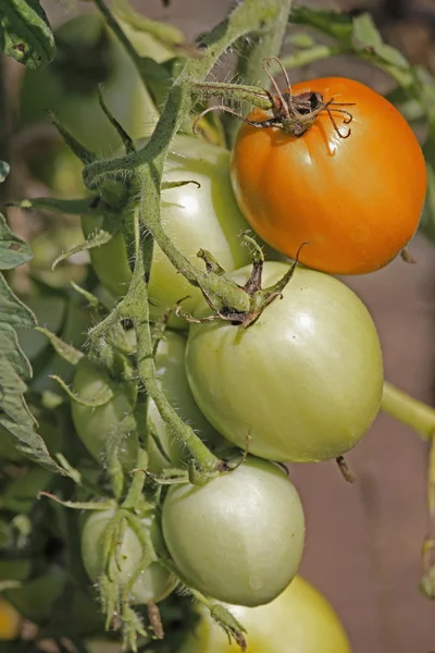 Lycopersicon esculentum, Solanum lycopersicum — Photo