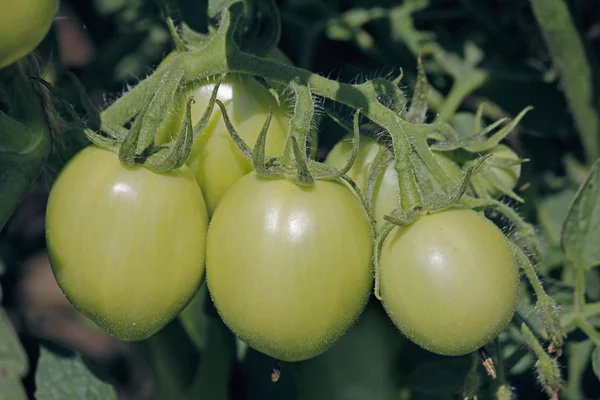 Lycopersicon esculentum, Solanum lycopersicum — kuvapankkivalokuva