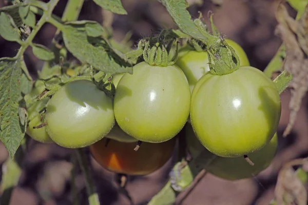 Lycopersicon esculentum, Solanum lycopersicum — kuvapankkivalokuva