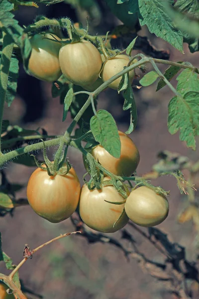 Lycopersicon esculentum, Solanum lycopersicum — Foto Stock