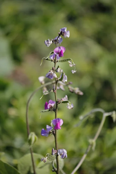 Blüten von lablab purpureus — Stockfoto
