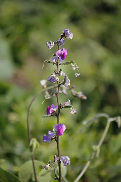 Flowers of Lablab purpureus — Stock Photo, Image