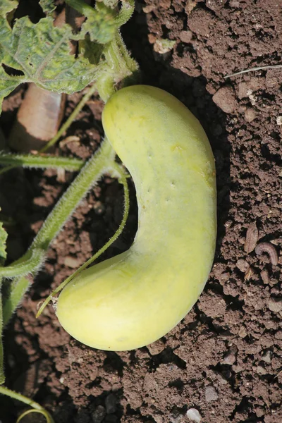 Cucumber, Cucumis sativus — Stock Photo, Image