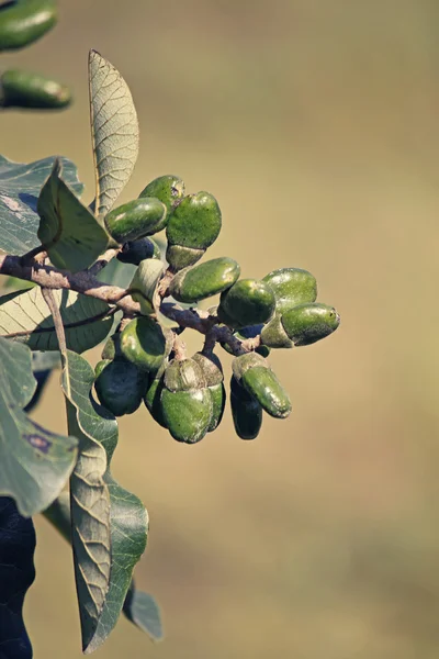 Plody Semecarpus anacardium — Stock fotografie