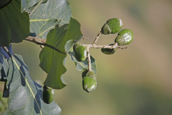 Früchte von Semecarpus anacardium — Stockfoto