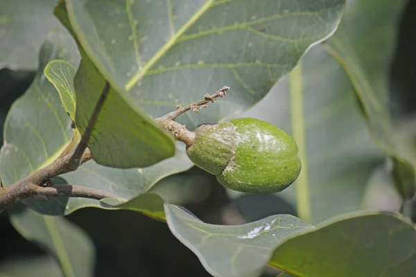Fruits de Semecarpus anacardium — Photo