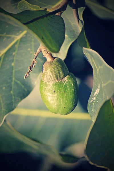 Frutti del Semecarpus anacardium — Foto Stock