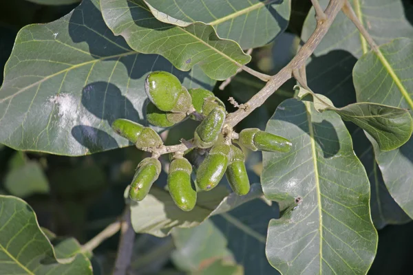 Frutos del Semecarpus anacardium — Foto de Stock