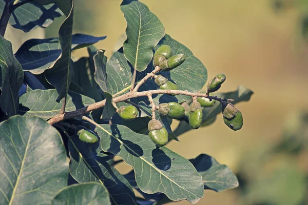 Fruits de Semecarpus anacardium — Photo