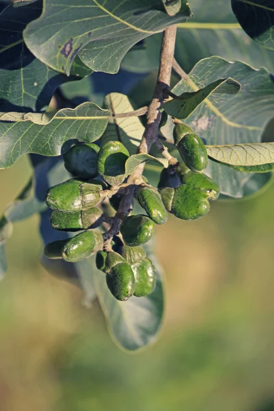 Vruchten van Semecarpus anacardium — Stockfoto