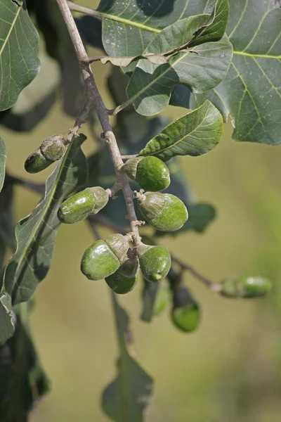 Früchte von Semecarpus anacardium — Stockfoto