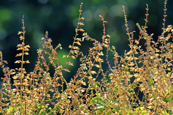 Albahaca, Albahaca dulce, Ocimum basilicum, India — Foto de Stock