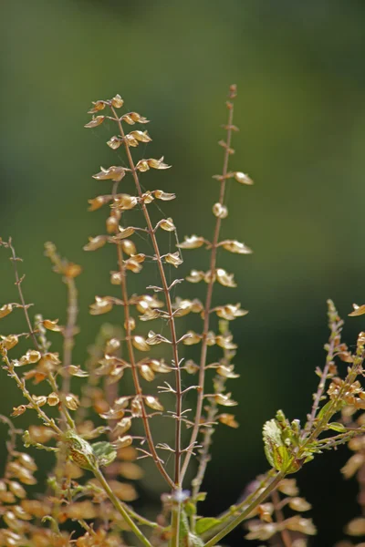 Albahaca, Albahaca dulce, Ocimum basilicum, India —  Fotos de Stock