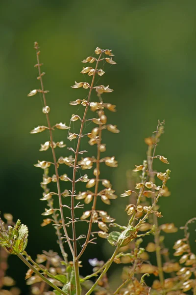Albahaca, Albahaca dulce, Ocimum basilicum, India —  Fotos de Stock
