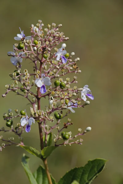 Rotheca serrata,  Clerodendrum Serratum — Stok fotoğraf