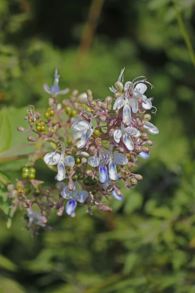 Rotheca serrata,  Clerodendrum Serratum — Stockfoto