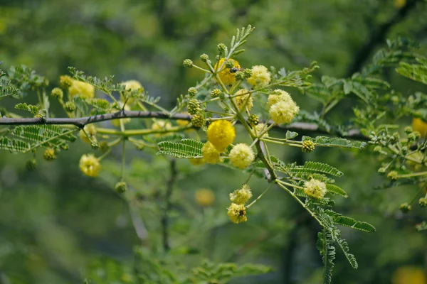 Flores de Vachellia nilotica, Acacia Nilotica, Babhul tree, Ind — Fotografia de Stock