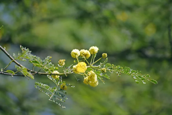 Flori de Vachellia nilotica, Acacia Nilotica, Copac Babhul, Ind — Fotografie, imagine de stoc